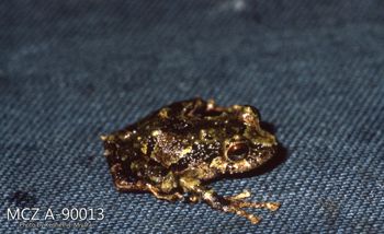 Media type: image;   Herpetology A-90013 Description: Photo of animal in life, taken in the field by Dr. Kenneth Ichiro Miyata. A slide of the photo was scanned in 2012 by Melissa Wooley.;  Aspect: lateral
